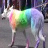 http://www.stonewallsociety.com\images\Pics Denver Pride\Rainbow Colored Dog.jpg (23221 bytes)